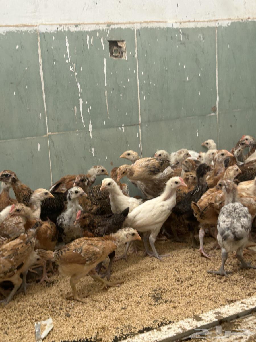 Local chicken631123207745301126