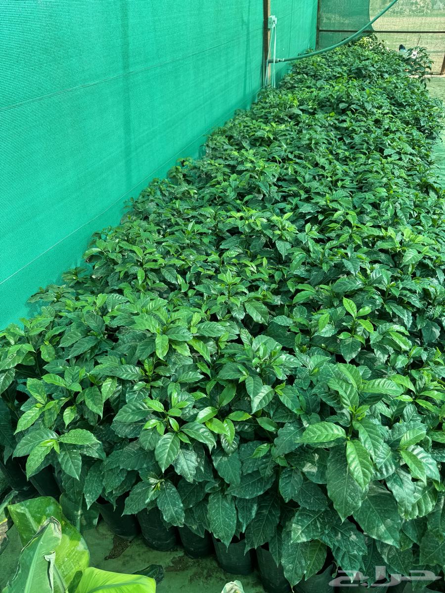 Seedlings from me from Asir63484754645891116