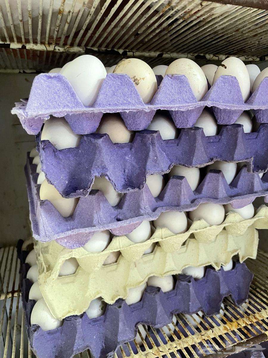 Fresh local eggs63112301794177111