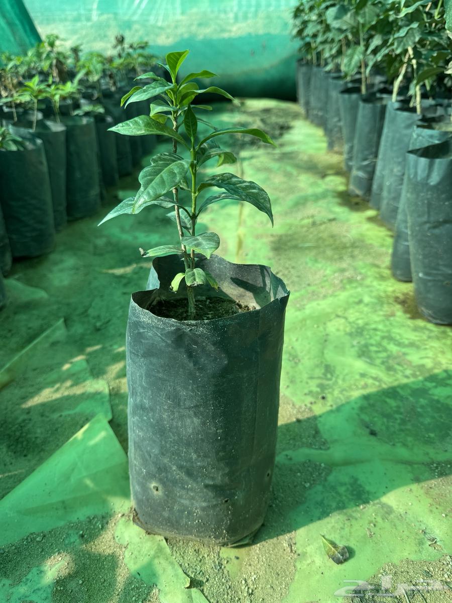 Seedlings from me from Asir63484754645891111