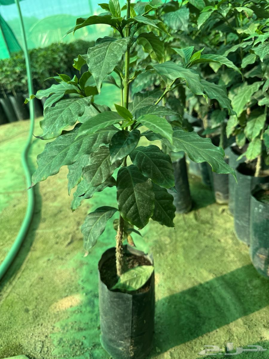 Seedlings from me from Asir63484754645891114