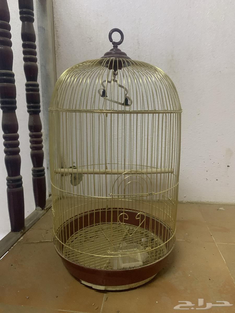 Bird network631126962265611112