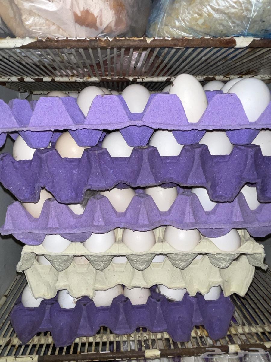 Fresh local eggs63112301794177111