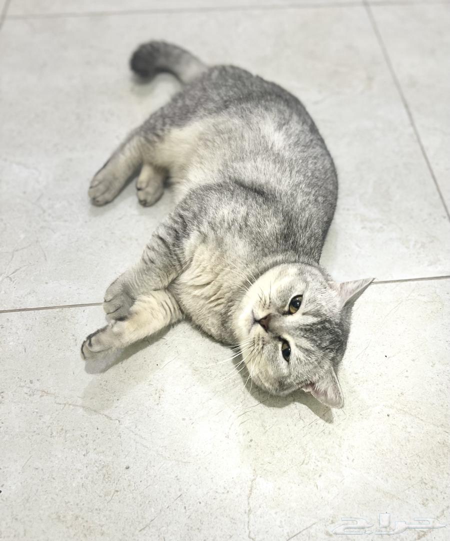 Cat Scutch Street Beor for mating63113384838787112