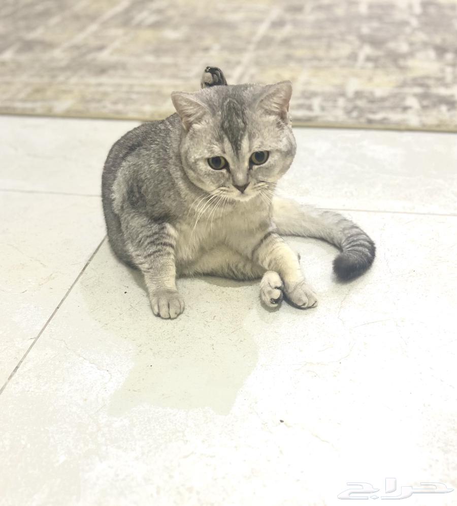 Cat Scutch Street Beor for mating63113384838787113