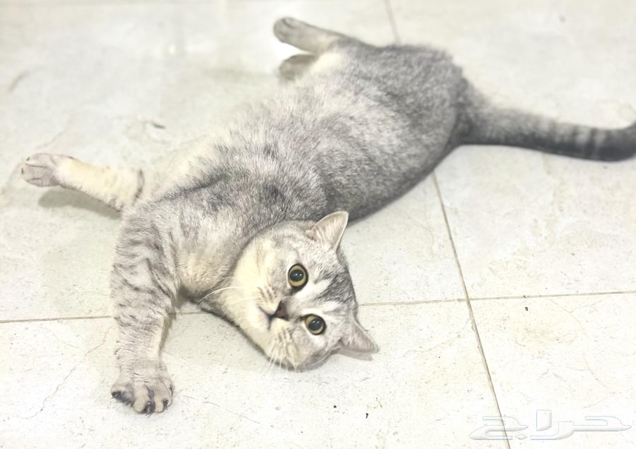 Cat Scutch Street Beor for mating63113384838787113