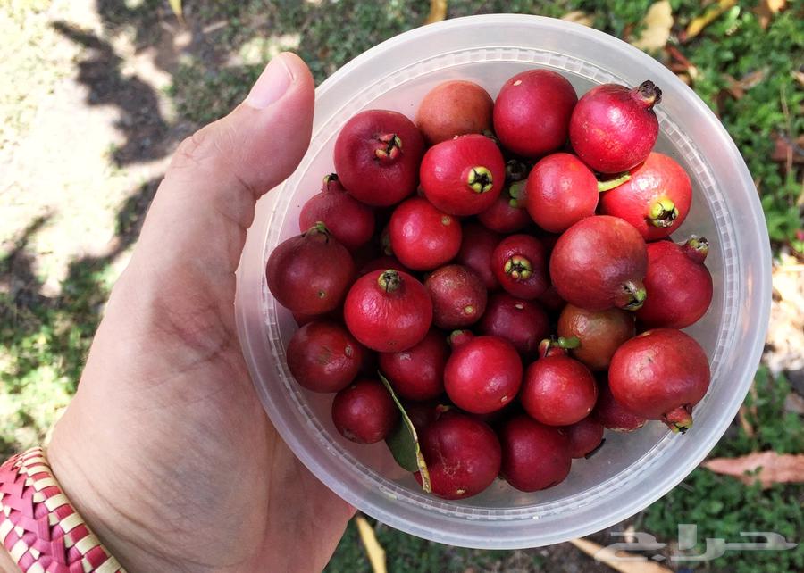 Strawberry guava63112668332802110