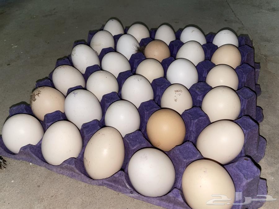 Fresh local eggs63112301794177112