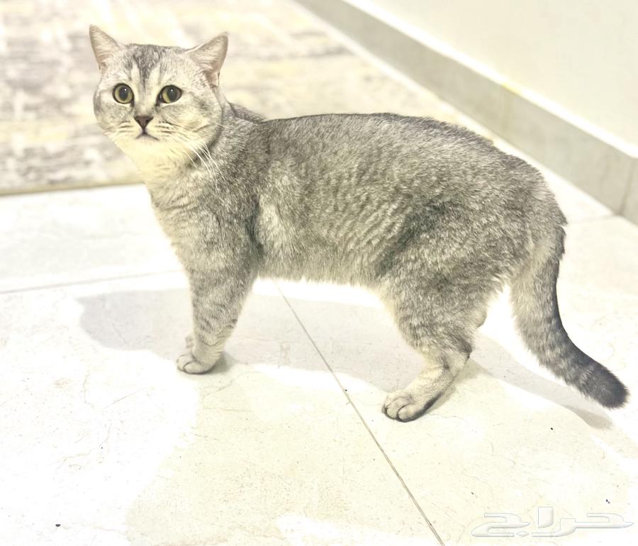 Cat Scutch Street Beor for mating63113384838787111