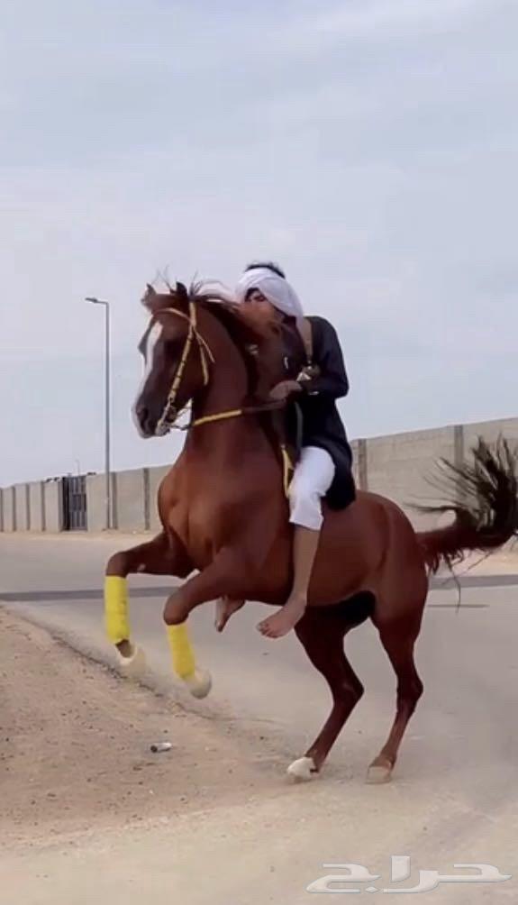 Popular horse KFU631126771708191118