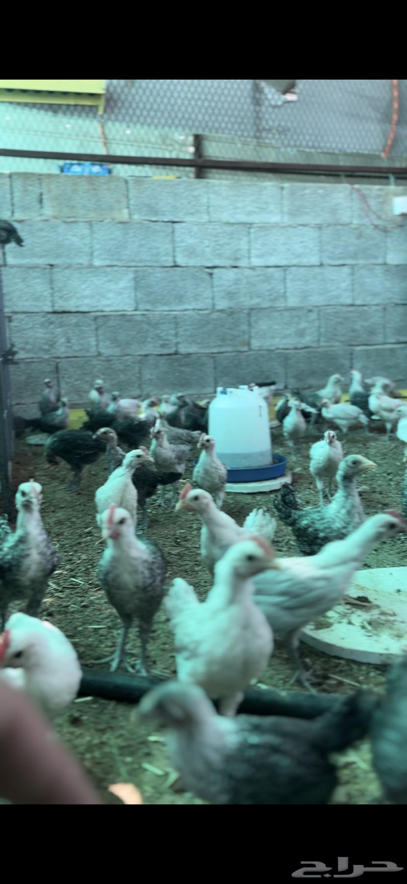 Aluminum Foami Chicken63178637439107112