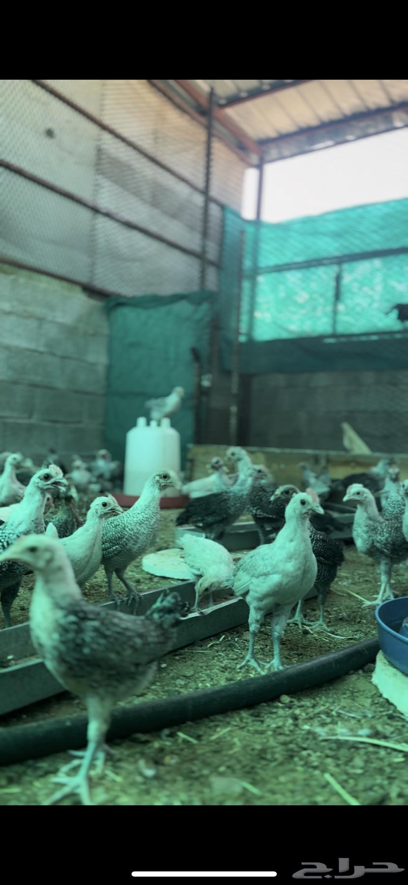 Aluminum Foami Chicken63178637439107111