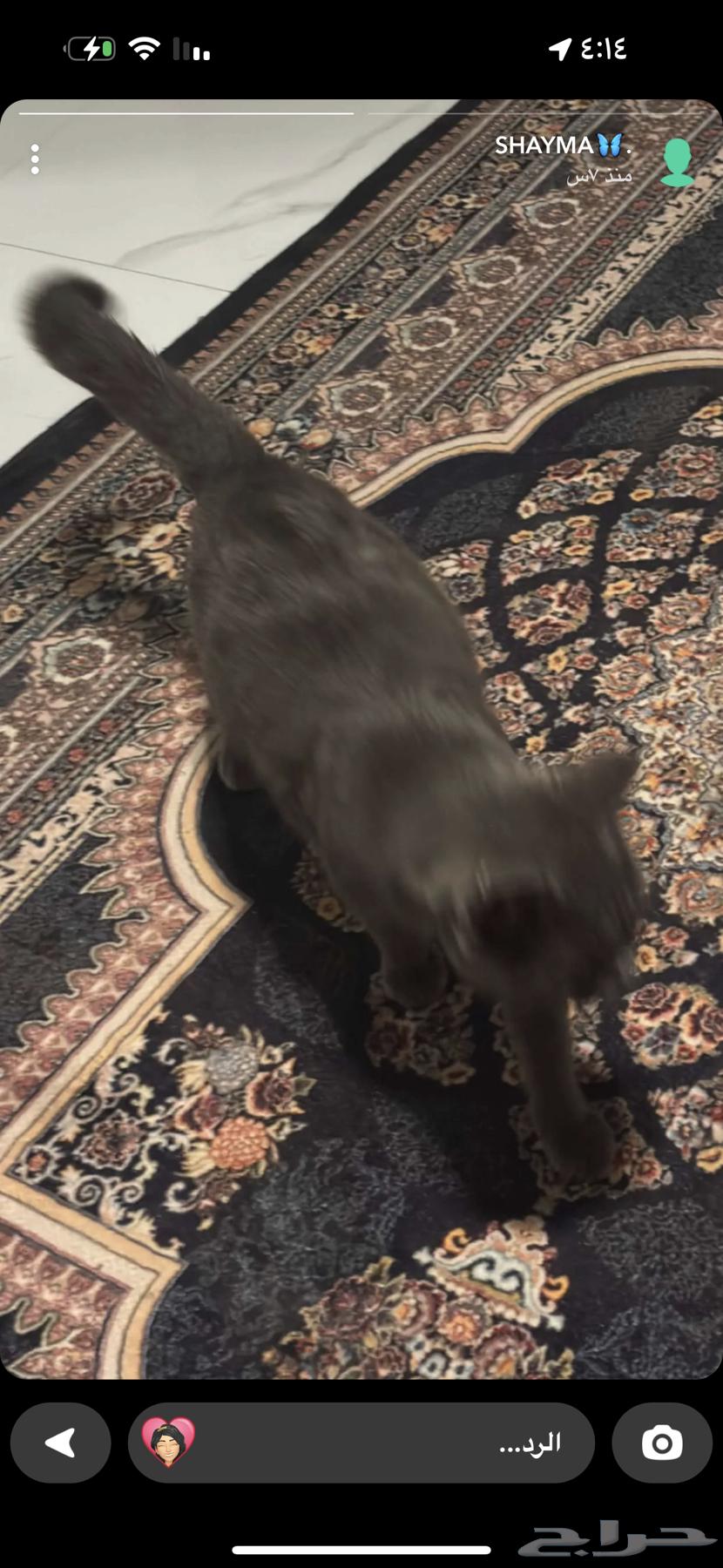 قط للبيع63111954546945111