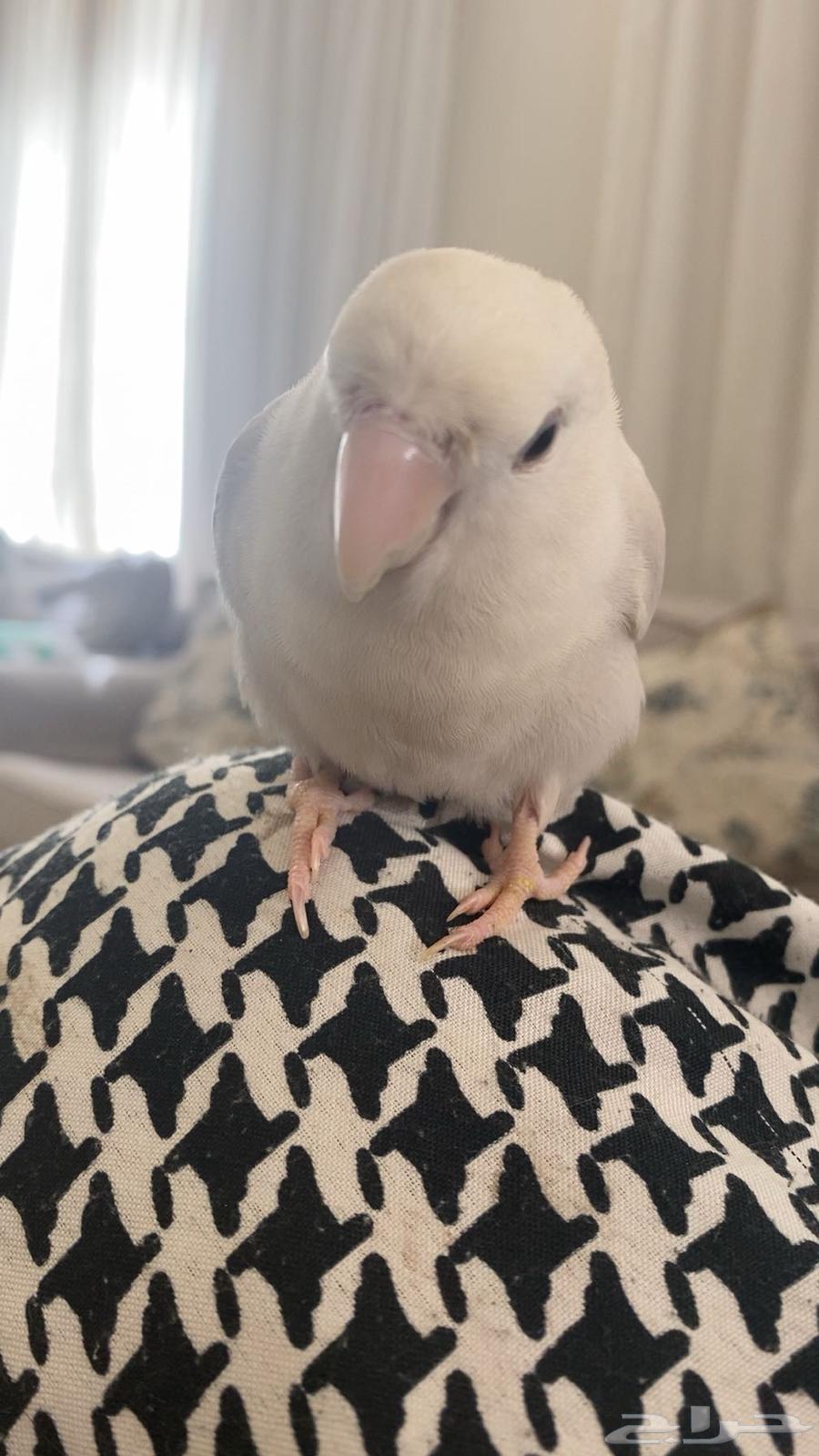 A tame day bird with clipped wings631096932449291110