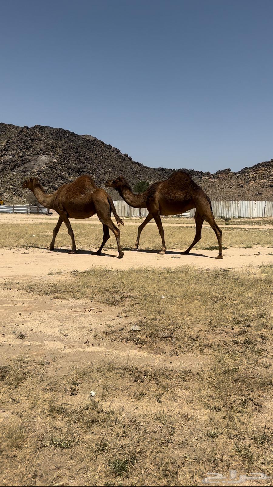 Two camels for sale63108990005763114