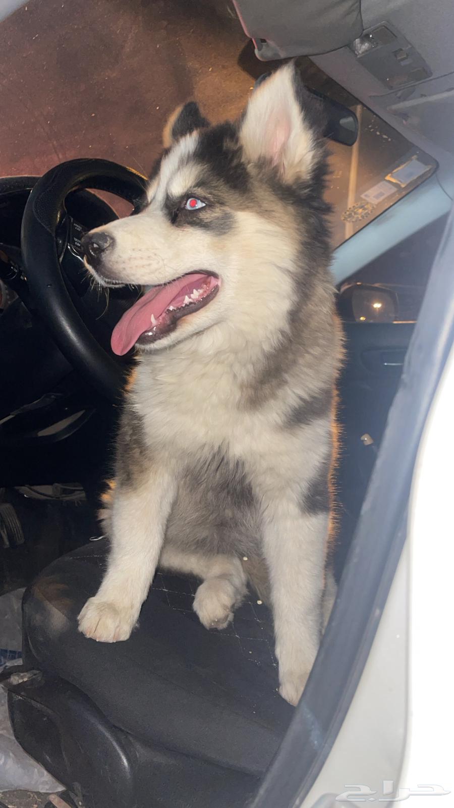 Siberian Husky group for exchange or sale63110435783809111