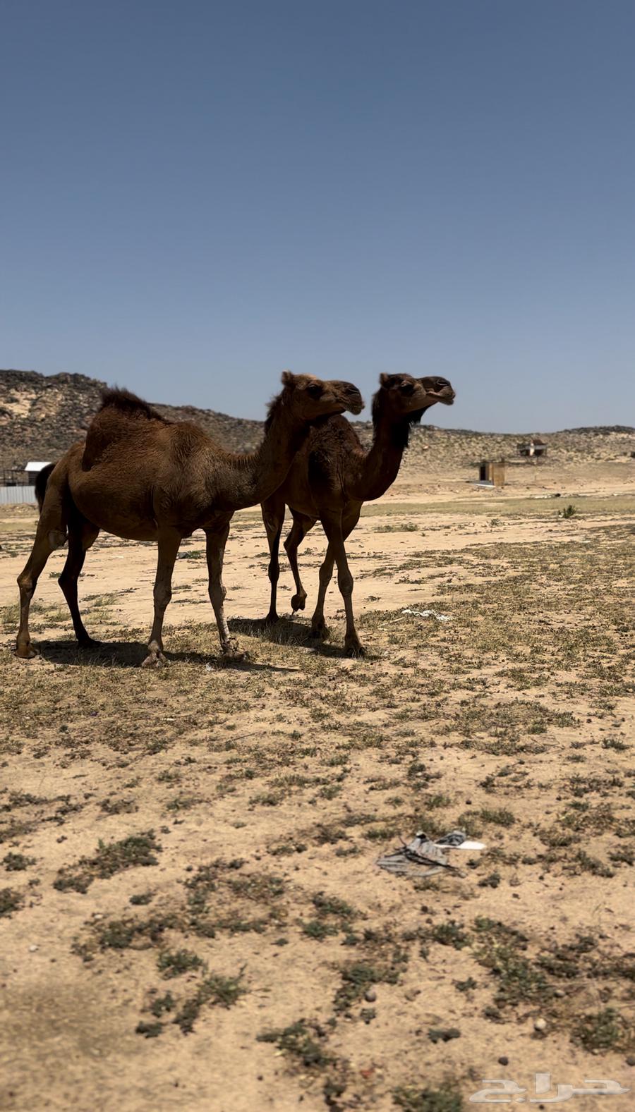 Two camels for sale63108990005763113
