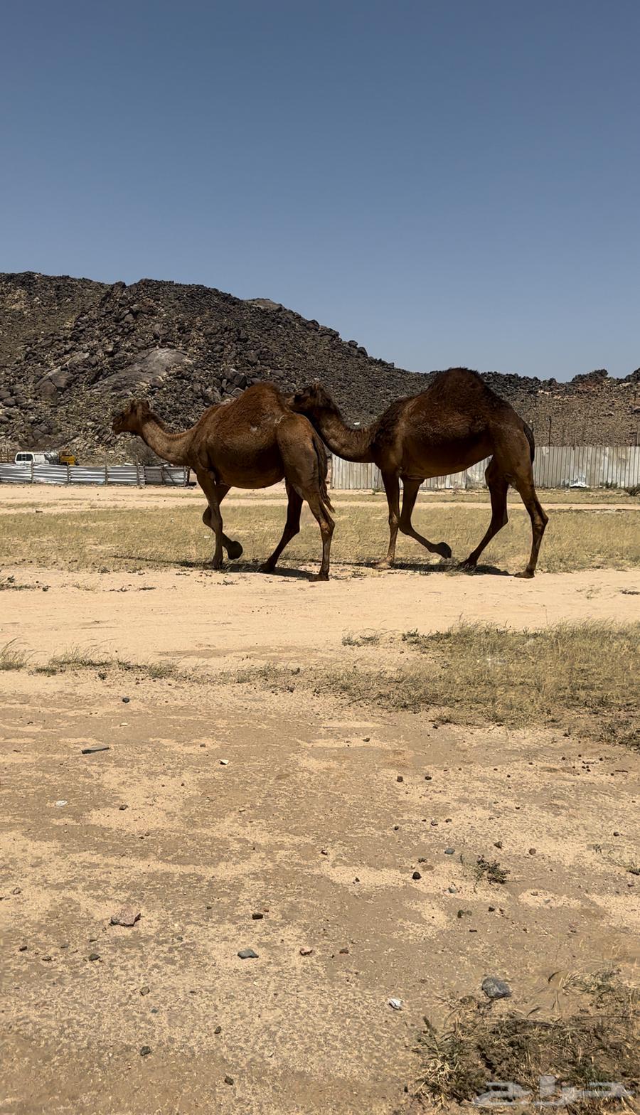 Two camels for sale63108990005763111