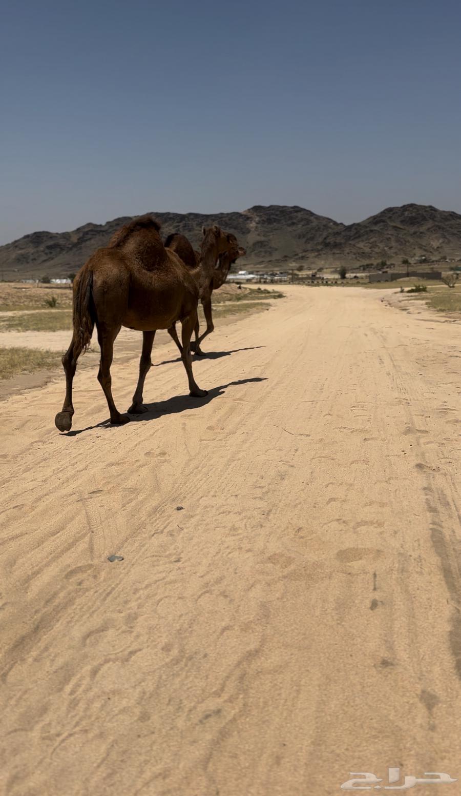 Two camels for sale63108990005763112