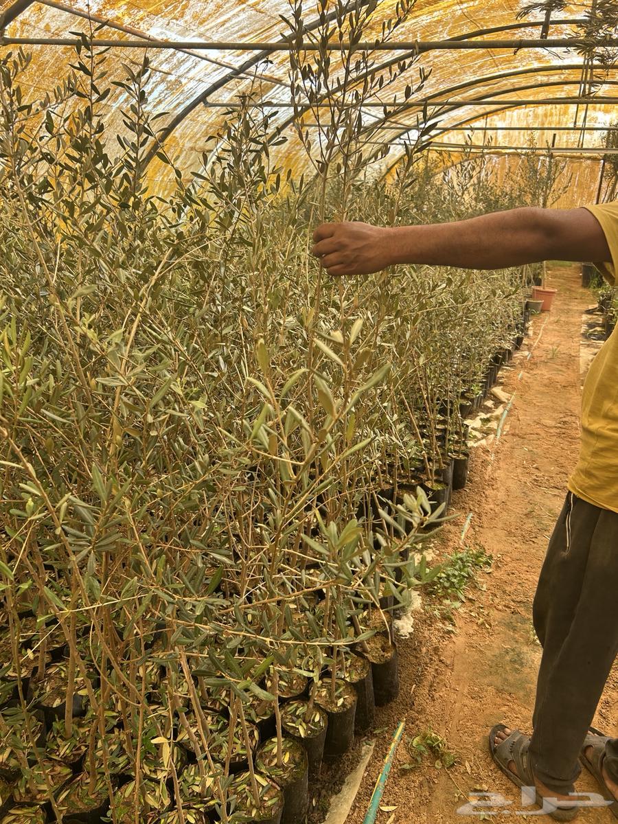 Olive seedlings63109359375491111