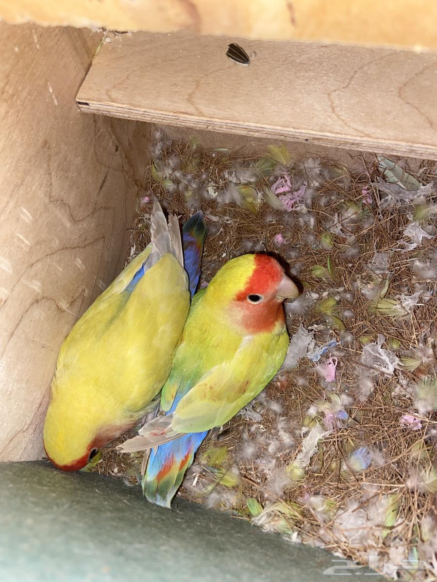 Birds of the day producing city of Medina 35063484376991873111
