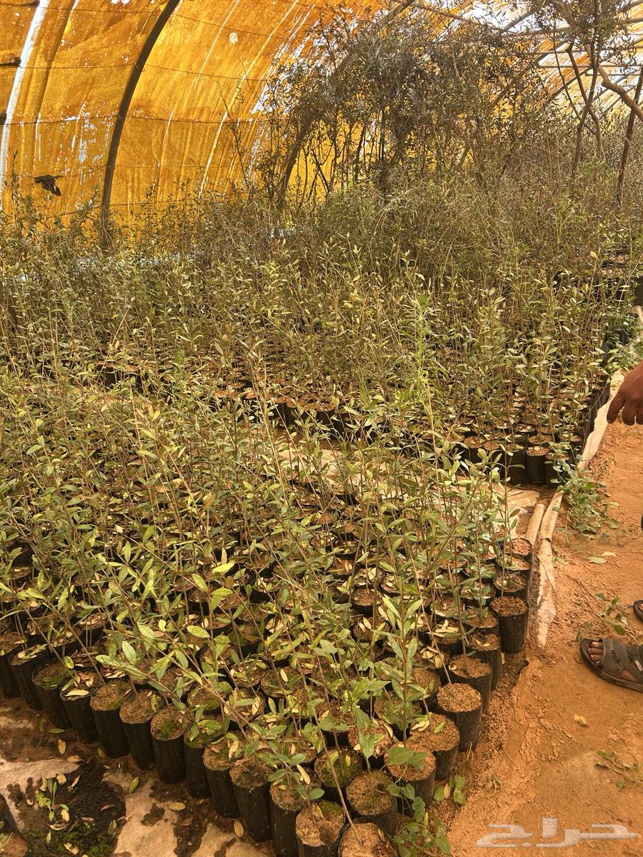 Olive seedlings63109359375491114