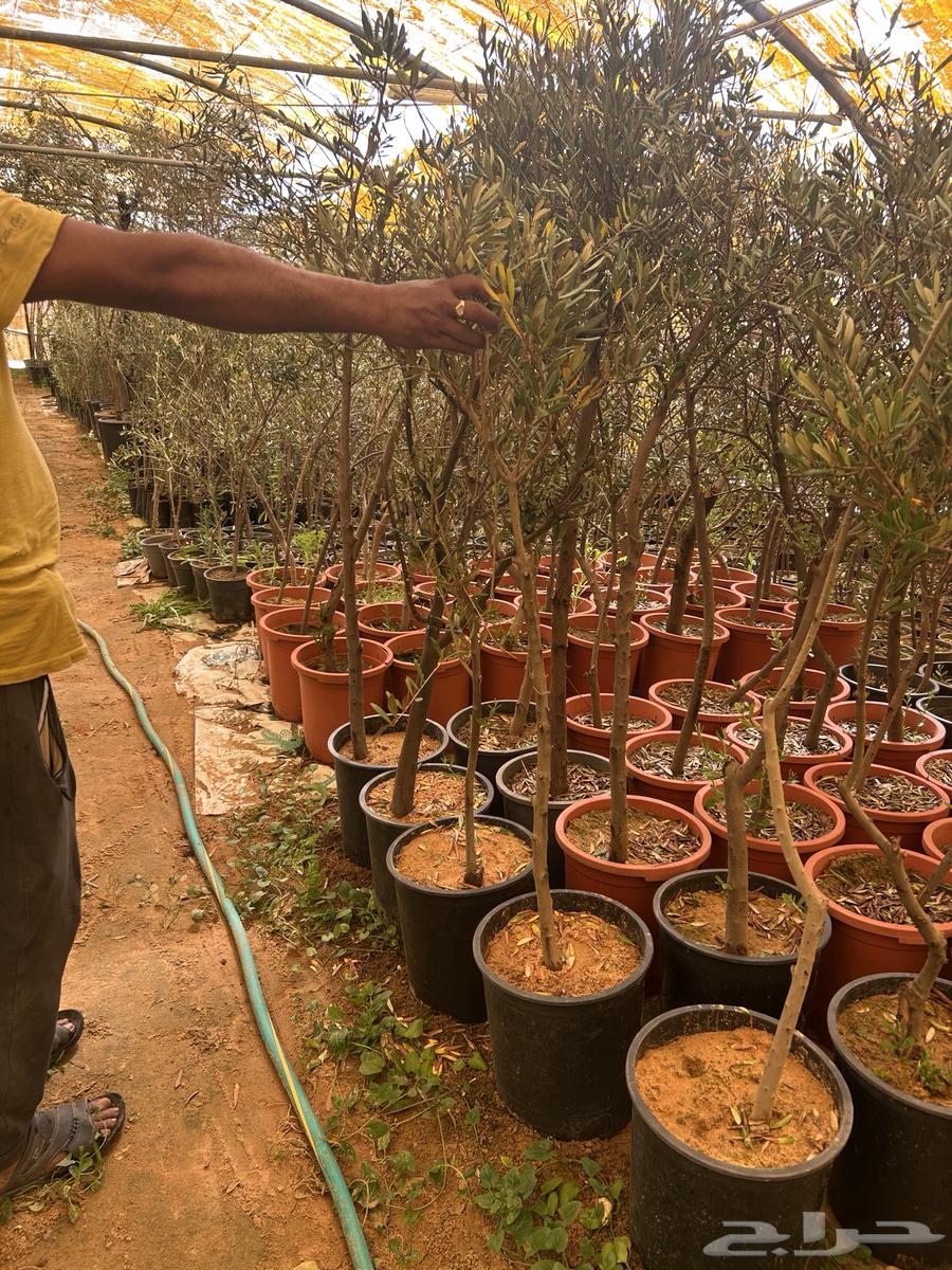 Olive seedlings63109359375491112