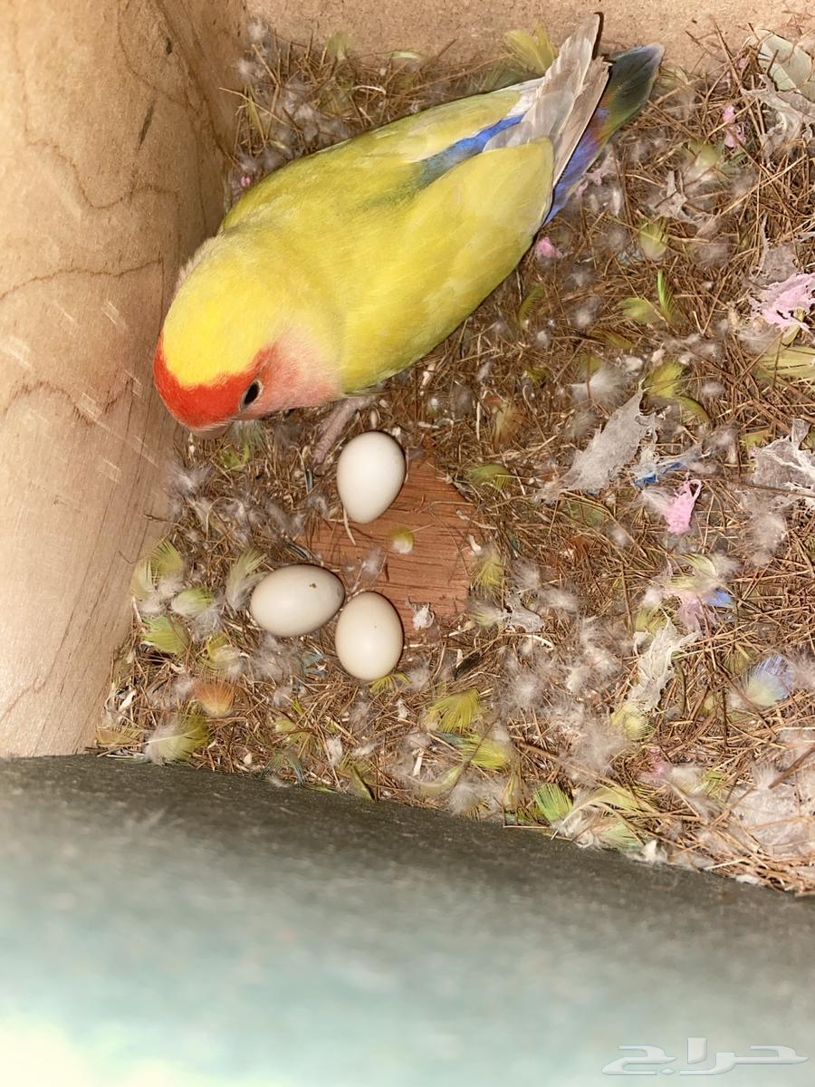 طيور روز منتجه المدينه المنوره 350634843769918731120