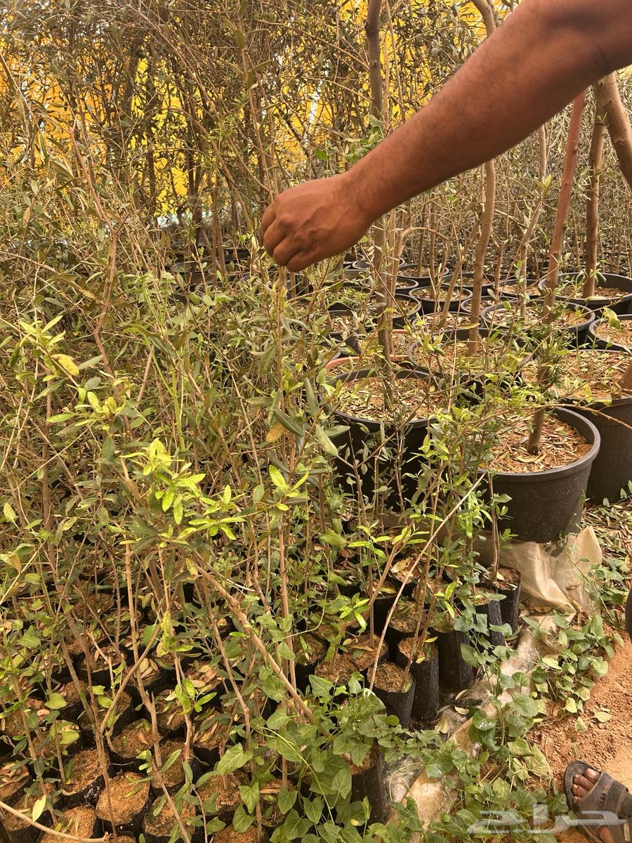 Olive seedlings63109359375491113