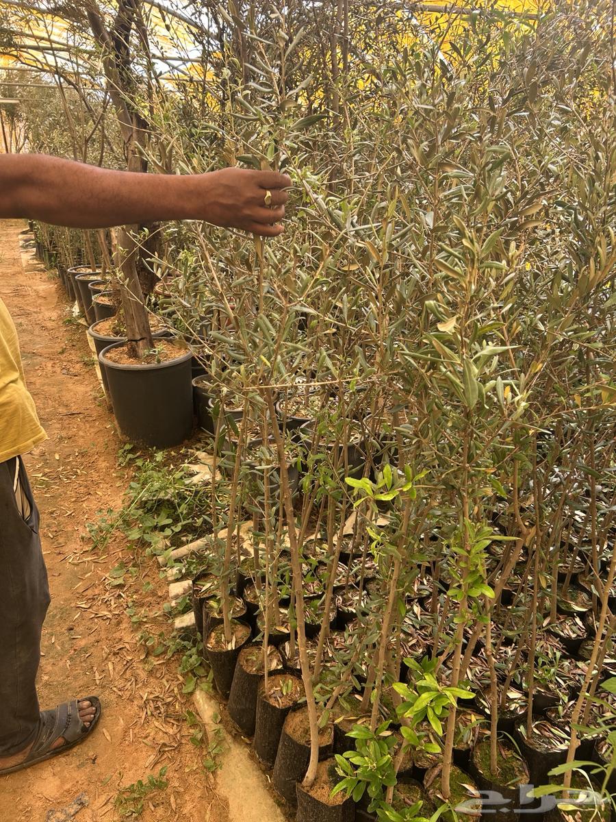 Olive seedlings63109359375491111