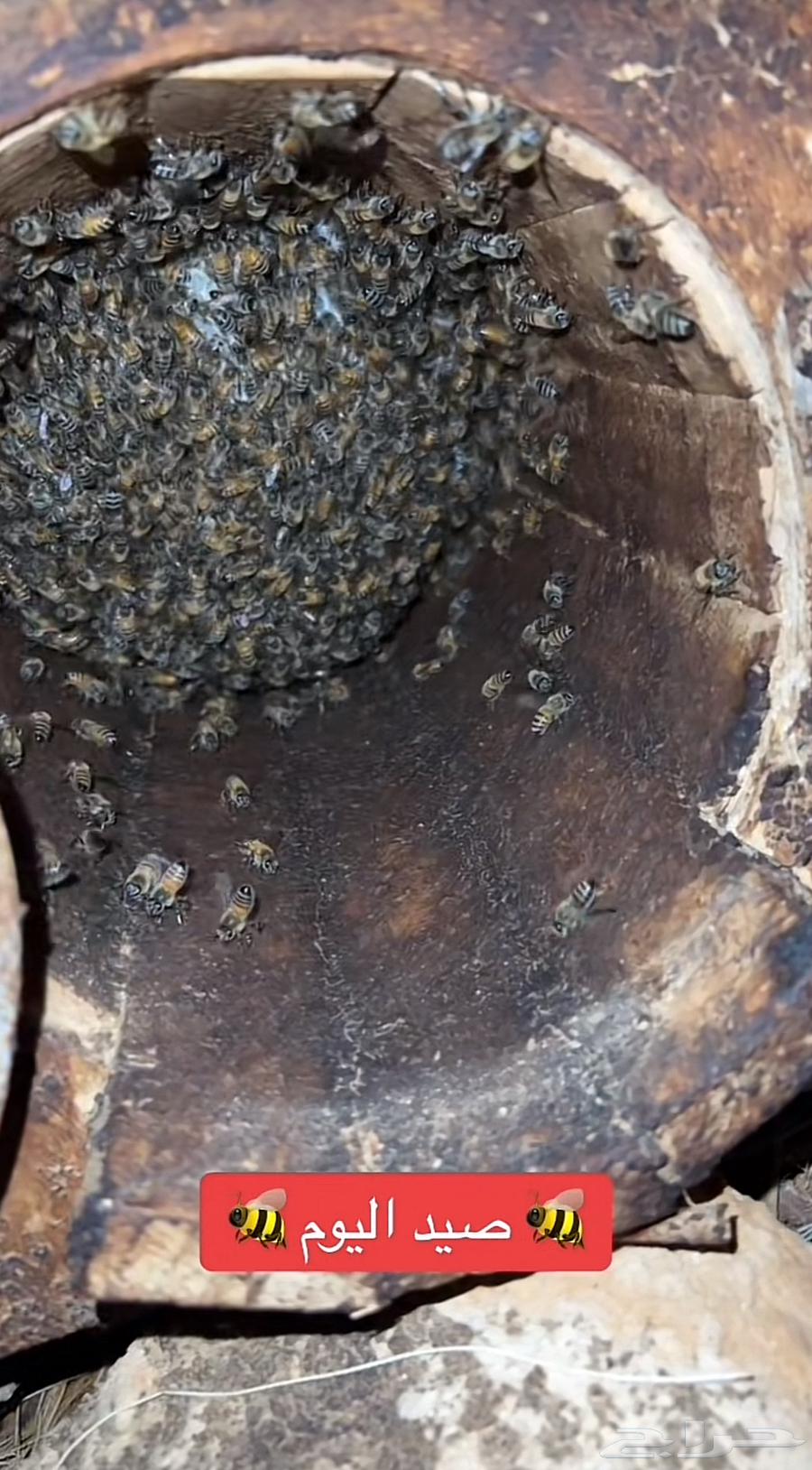 Honeycomb attractor, tested and guaranteed63110814313217112