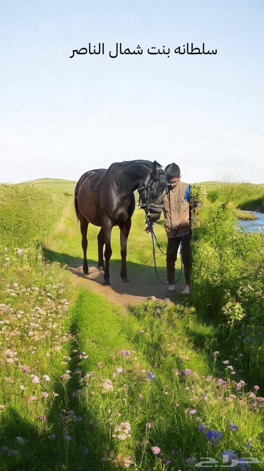 Black horse631086342586911128