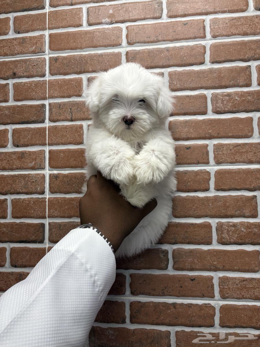 Maltese purebred dogs the size of a palm63107912276099111