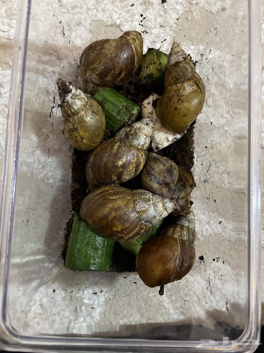 Snail63109017004291110