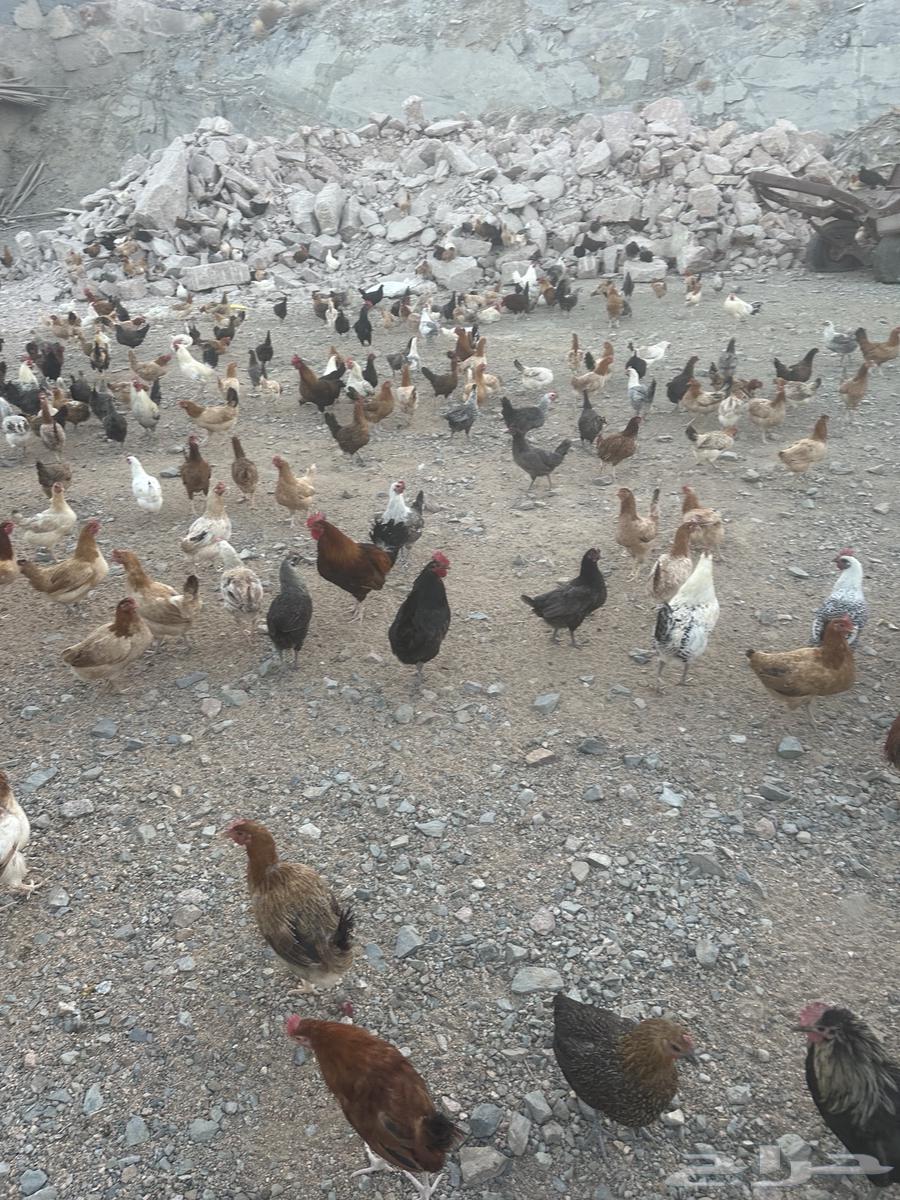 دجاج بياض وديوك للبيع جملة63171973344131112