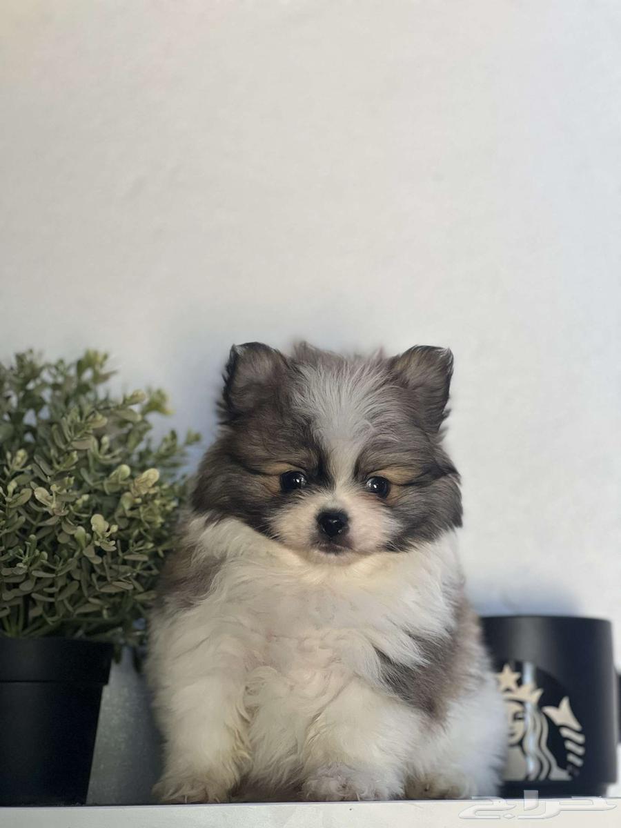 Female Pomeranian dog63108299188737111