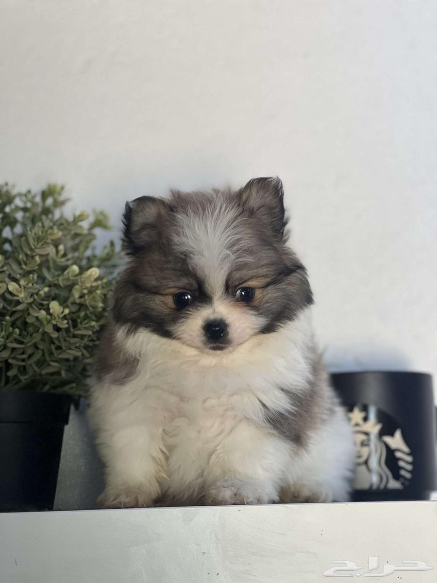 Female Pomeranian dog63108299188737112