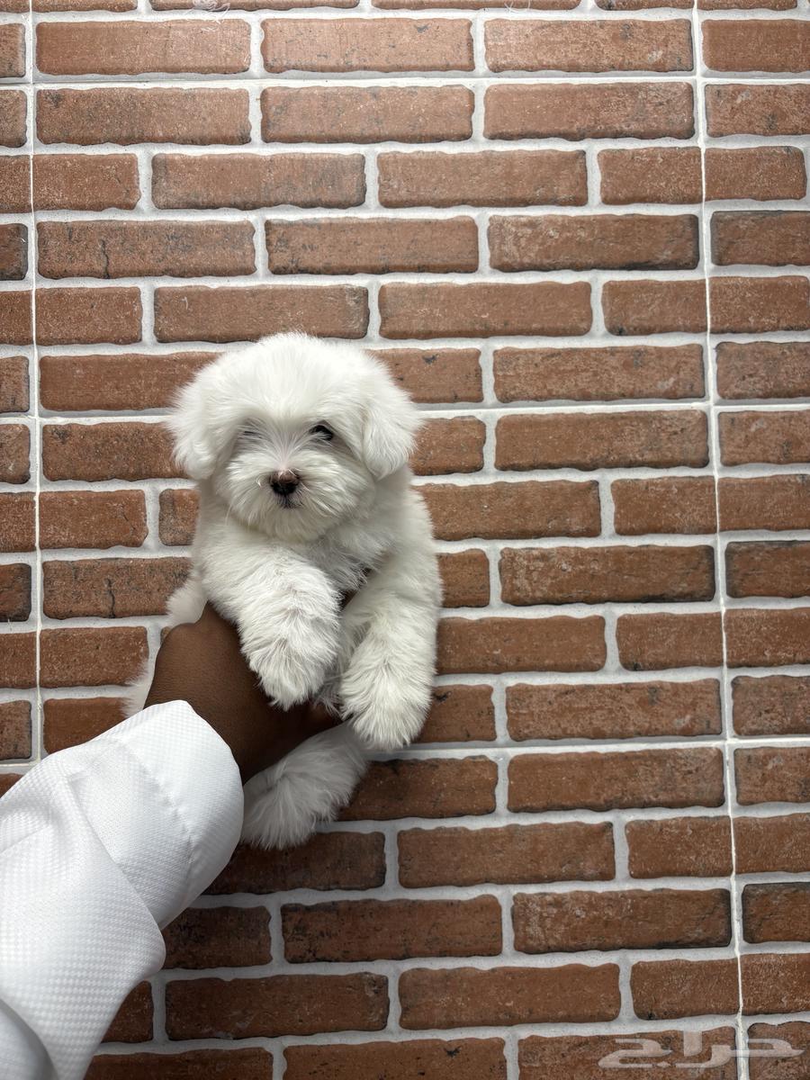 Maltese dogs the size of a small hand63189845994625111