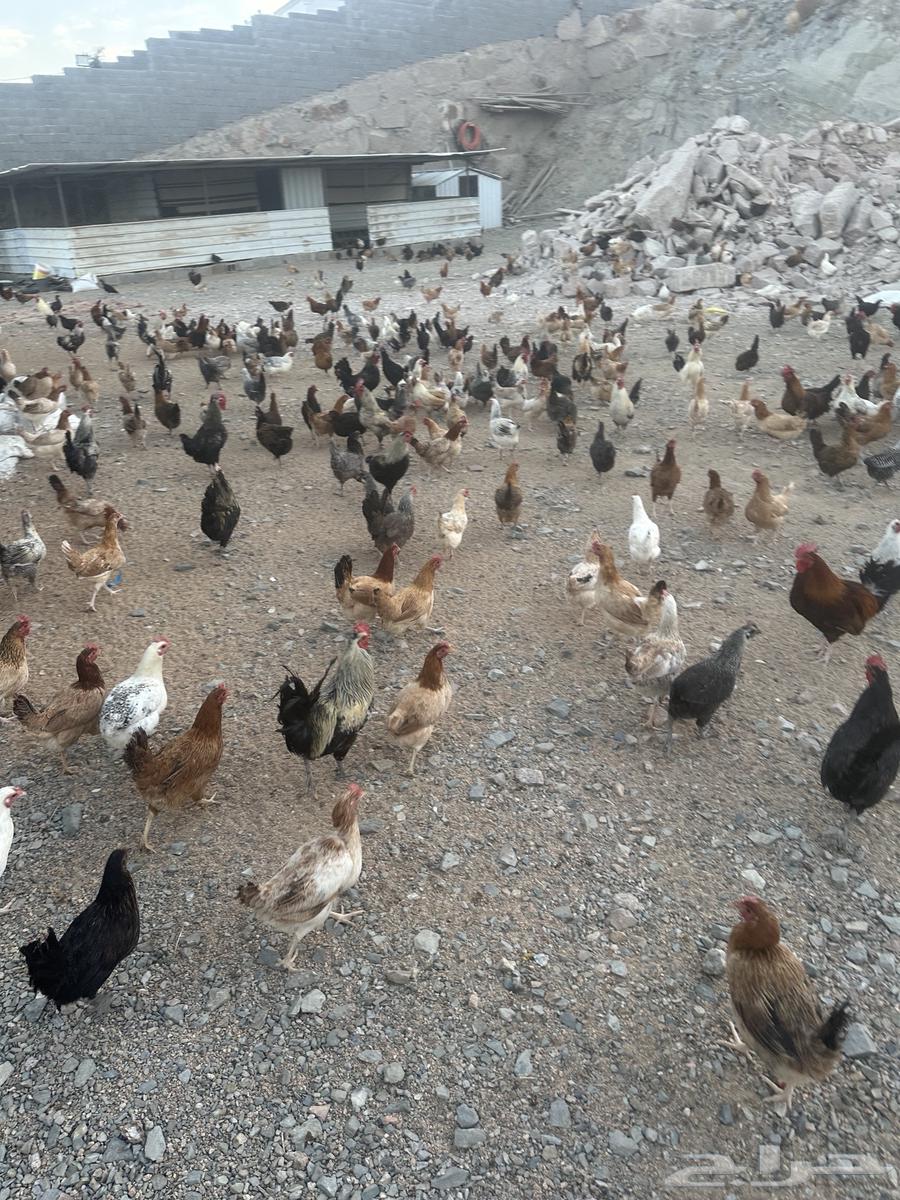 دجاج بياض وديوك للبيع جملة63171973344131114