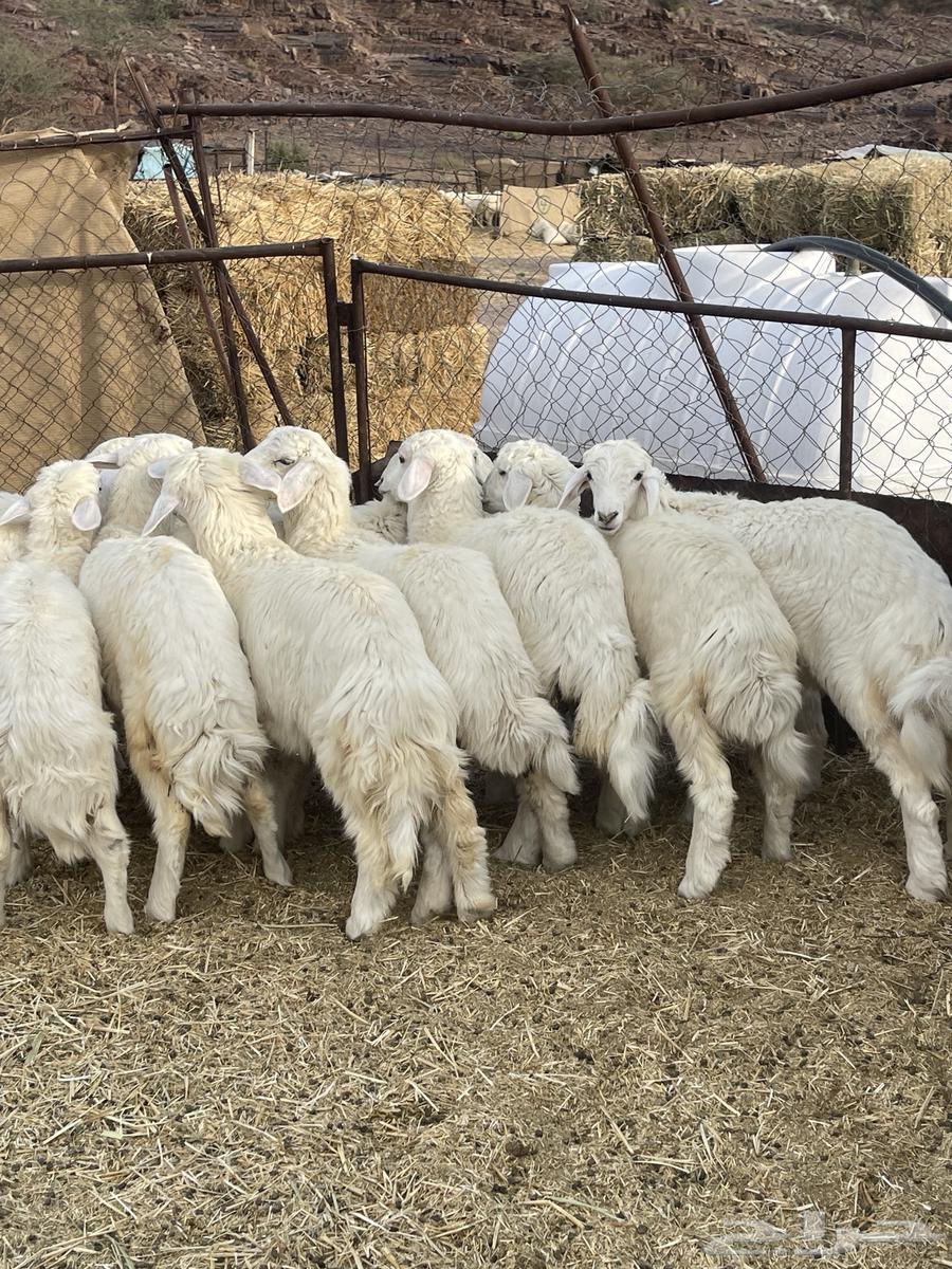 Rakhal (Sold)63168727137794111