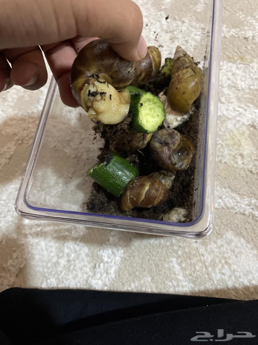 Snail63109017004291111