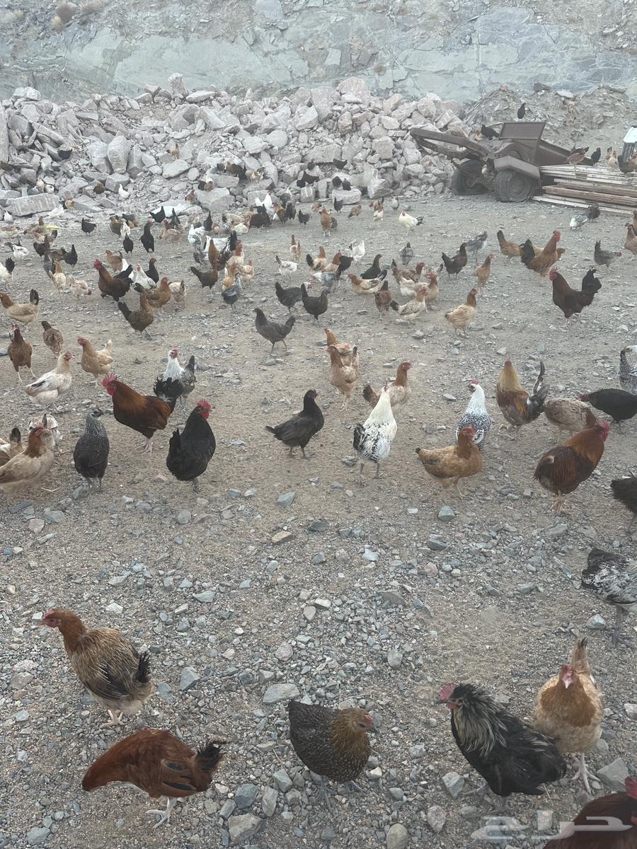 دجاج بياض وديوك للبيع جملة63171973344131111