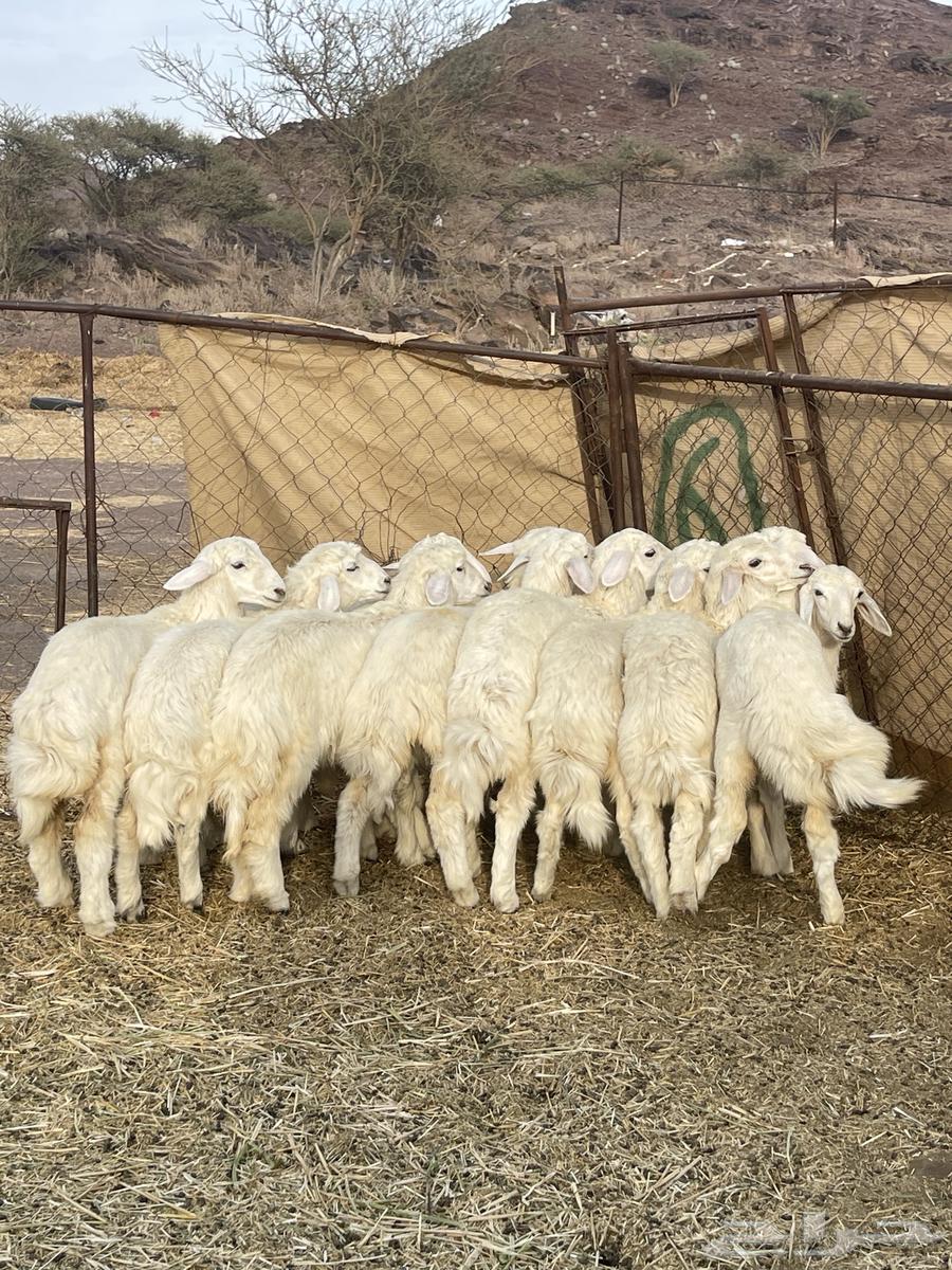 Rakhal (Sold)63168727137794114
