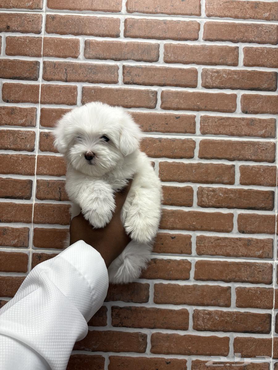Maltese purebred dogs the size of a palm63107912276099112
