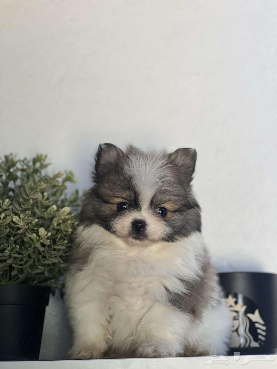 Female Pomeranian dog63108299188737113