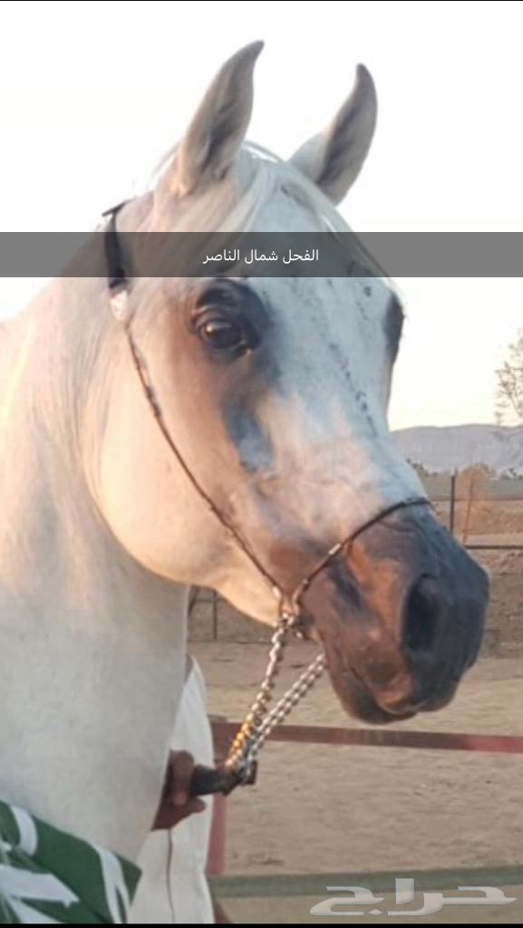 فرس دهماء63108634258691111