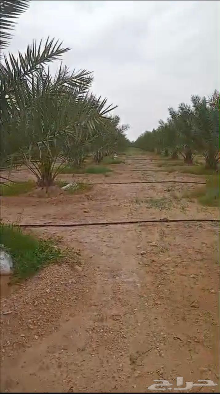 Palm trees for rent63483115549187119