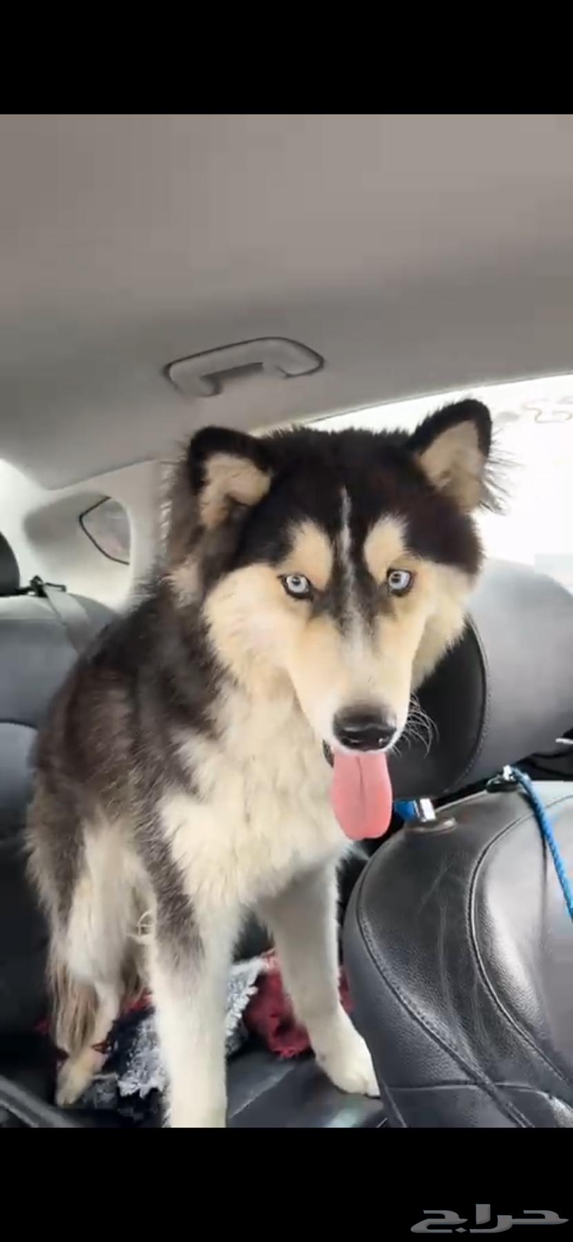 Siberian Husky for sale (urgent sale) or exchange for iPhone 12 1363109388982402111