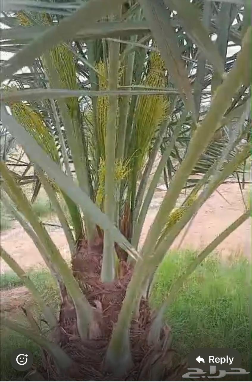 Palm trees for rent63483115549187112