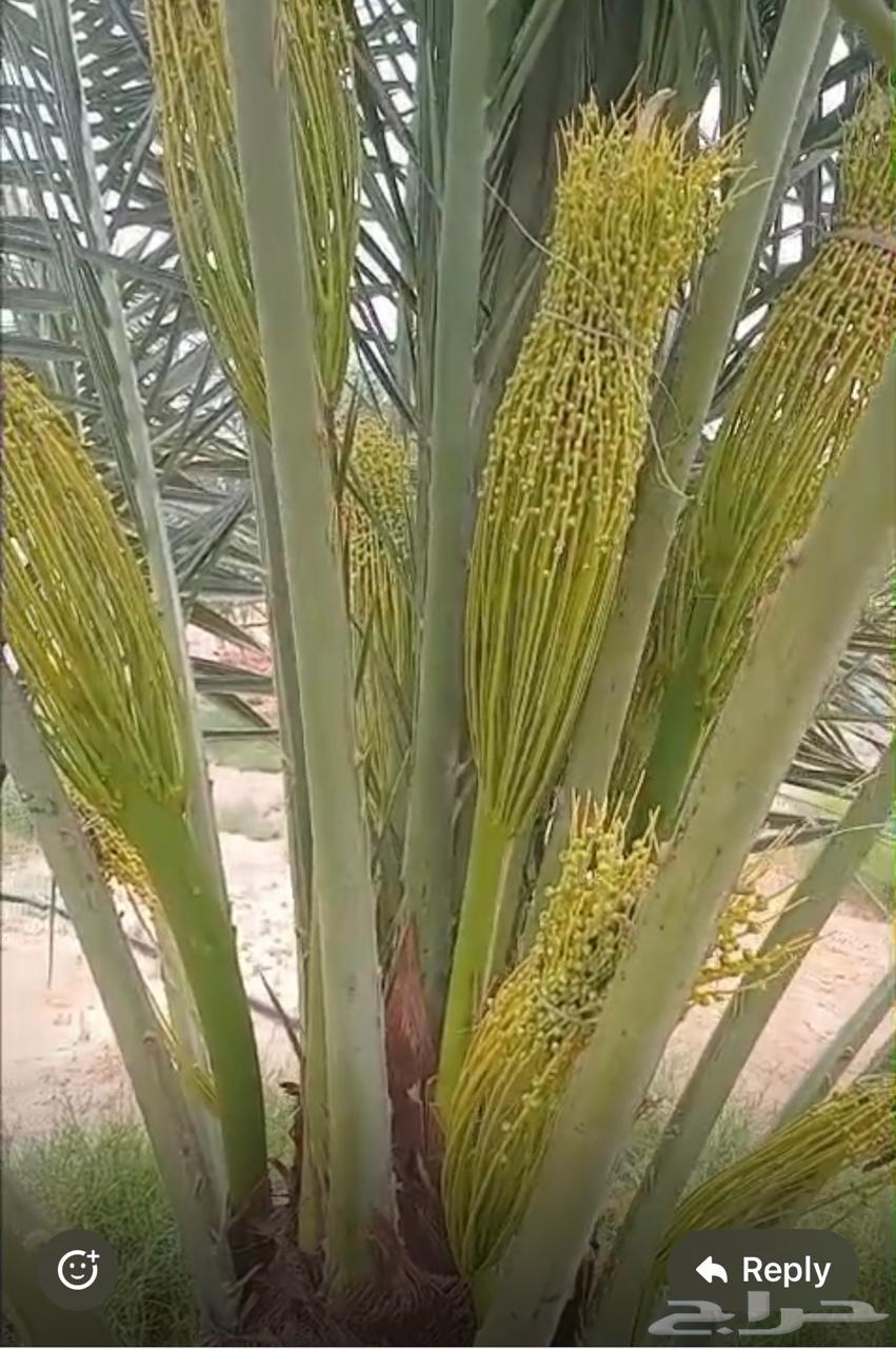 Palm trees for rent63483115549187111